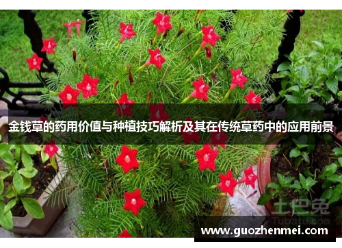 金钱草的药用价值与种植技巧解析及其在传统草药中的应用前景 金钱草的药用价值与种植技巧解析及其在传统草药中的应用前景